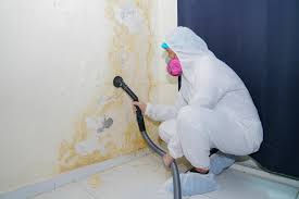 Why You Should Choose Our Mold Remediation Services in Willacoochee, GA